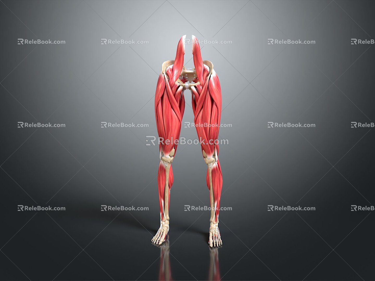 Muscle Anatomy Leg Muscle Lower Limb Muscle Organs Human Organs Human Organs Human Body 3d model