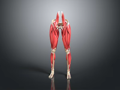 Professional Medical Device Human Musculoskeletal Anatomical Model for Medical Education and Training 3d model