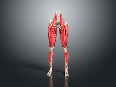 Muscle Anatomy Leg Muscle Lower Limb Muscle Organs Human Organs Human Organs Human Body 3d model