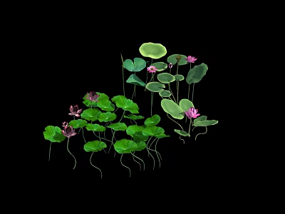Beautiful Pink Lotus Flowers Blooming And Budding With Green Leaves Of Various Sizes 3d model