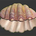Close Up View Of Open Scallop Shell With Pink Stripes And Shiny Pearl Inside