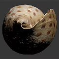 Decorative Ornament Set Featuring White Seashell With Brown Spots On Black Background For Home Decor