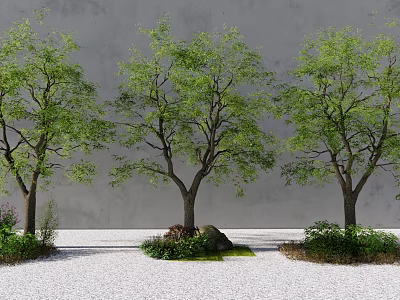 Three Arbor Trees Against Gray Wall On White Gravel Ground With Small Shrubs And Stones 3d model