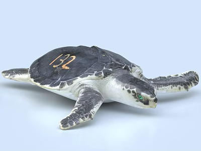 Detailed Sea Turtle Reptile With Number 132 On Shell And Green Eyes 3d model