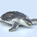 Detailed Sea Turtle Reptile With Number 132 On Shell And Green Eyes