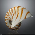Nautilus Shell With Orange And White Stripes In Spiral Shape On Dark Background