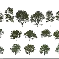 Various Arbor Tree Varieties Showcasing Different Foliage and Canopy Shapes 3d model