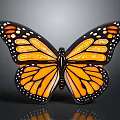Monarch Butterfly With Orange And Black Wings And White Spots On Gray Background