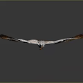 Flying Eagle With Orange And White Feathers Spread Wings In Flight 3d model