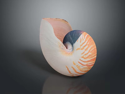 Nautilus Marine Creature Displaying Unique Spiral Shell With Orange And White Stripes 3d model