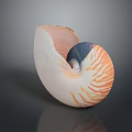 Nautilus Marine Creature Displaying Unique Spiral Shell With Orange And White Stripes
