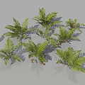 Lush Green Ferns With Pinnate Fronds Naturally Growing On Gray Background
