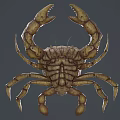 Spotted Brownish Yellow Crab With Red Tipped Legs And Spread Out Posture As Aquatic Animal