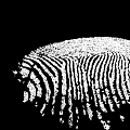 High Resolution Detailed Fingerprint Pattern Isolated On Black Background 3d model