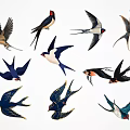 Vibrant Swallows with Diverse Flying Poses and Colorful Feather Patterns