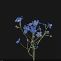 Small Blue Flowers with Multiple Petals and Buds on Black Background 3d model