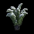 Three Bamboo Plants of Various Sizes with Green Leaves and Poles for Decoration