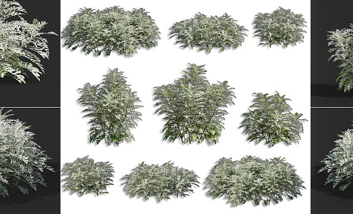 Modern silver leaf chrysanthemum shrub flower plant green plant silver leaf chrysanthemum garden courtyard road greening shrub herbaceous plant combination flowers and plants combination 3d model