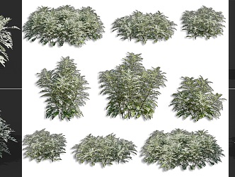 Modern silver leaf chrysanthemum shrub flower plant green plant silver leaf chrysanthemum garden courtyard road greening shrub herbaceous plant combination flowers and plants combination 3d model