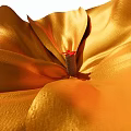 Golden Flower with Soft Shiny Petals and Red Center in Close Up Shot