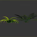 Three Different Green Plants With Slender Yellow Edged Leaves Feathery Fronds And Small Green Leaflets