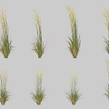 Decorative Grass Plants With White Spikes Displayed On White Background Showing Shadow Effects 3d model
