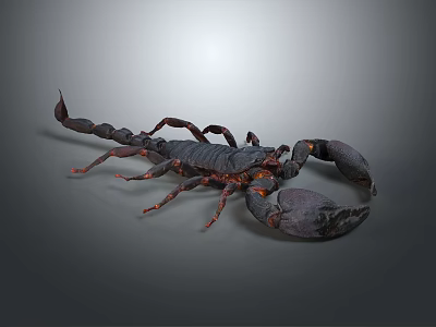 Detailed Scorpion With Large Claws Red Accents And Curved Tail On Gray Surface 3d model