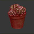 Healthy Green Cactus Plant in Red Pot with White Spines