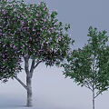 Two Deciduous Trees With Purple Flowers And Green Foliage In Natural Outdoor Scene