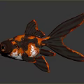 3D Rendering of Red and Black Goldfish With Large Eyes Flowing Tail on Reflective Surface