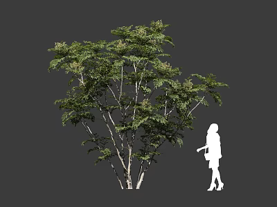 Lush Leafy Arbor with Dense Green Foliage and Multiple Branches Beside Person Silhouette 3d model
