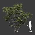 Lush Leafy Arbor with Dense Green Foliage and Multiple Branches Beside Person Silhouette