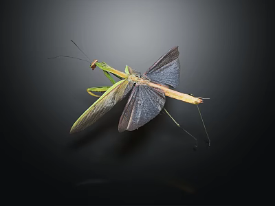 Flying Insect Praying Mantis with Spread Wings and Green Brown Body on Dark Background 3d model