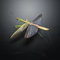 Flying Insect Praying Mantis with Spread Wings and Green Brown Body on Dark Background