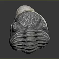 Gray Organ With Eyes And Hair Structure Featuring White Top And Textured Surface