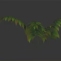 Lush Branching Foliage Plant with Green Leaves Yellow Edges and Shiny Texture on Dark Background