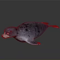 Blue Gray Spotted Seal On Sleek Surface With Reflection And Lighting