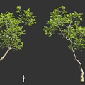 Tall Curved Trees With Green Foliage And Human Figure For Scale