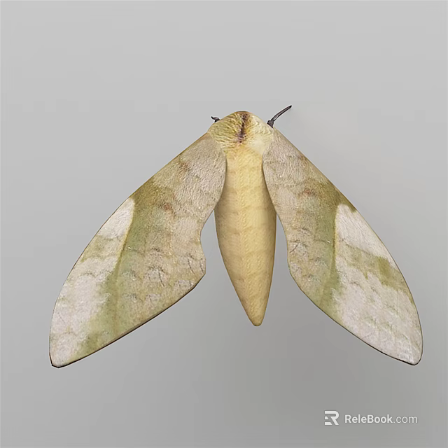 Large Flying Moth With Yellowish Green Textured Wings And Slender Light Body 3d model 