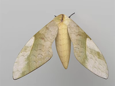 Large Flying Moth With Yellowish Green Textured Wings And Slender Light Body 3d model