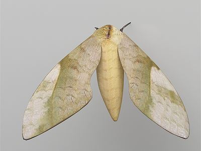 Modern Bean Sphingworm model