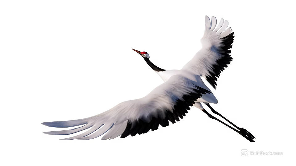 Graceful Red-crowned Crane flying gracefully with outstretched wings in open sky 3d model 