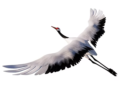 Graceful Red-crowned Crane flying gracefully with outstretched wings in open sky 3d model