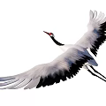 Graceful Red-crowned Crane flying gracefully with outstretched wings in open sky