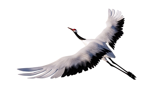 Modern Bird Crane 3d model