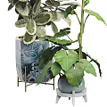 Indoor Potted Bonsai Plants With Lush Green Leaves In Ceramic And Blue Pots