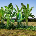 Various Green Tropical Plants With Lush Foliage And Different Leaf Shapes In Natural Garden