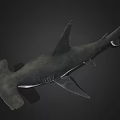 Detailed Realistic Shark 3D Rendering With Sharp Fins And Lifelike Body