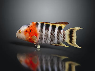 Colorful Tropical Fish With Vibrant Red Orange Black Stripes Yellow Fins And Dark Surface Reflection 3d model