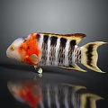 Colorful Tropical Fish With Vibrant Red Orange Black Stripes Yellow Fins And Dark Surface Reflection
